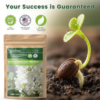 White Japanese Lilac Tree Seeds - 100 Non-GMO Heirloom Seeds for Planting, Fragrant Flowering Tree for Pollinator Gardens, Landscaping & Privacy Screens, USDA Zones 3-7