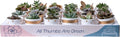 Costa Farms Mini Succulent Live Plants in Decorative Pots, Easy to Maintain Indoor Succulents, Houseplants for Home or Office Decor, House Warming or Party Favors, 2-3.5 Inches Tall, Pack of 24