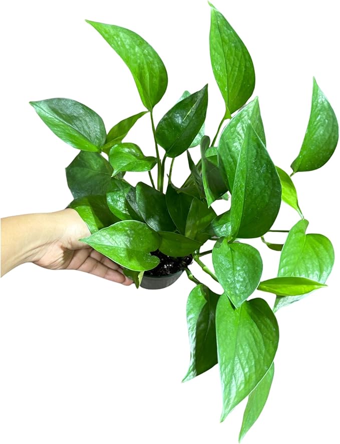 PLANTVERS Jade Pothos in a 4" Grow Pot – Epipremnum Aureum - Easy Care Indoor Vining Houseplant - Trailing Indoor Plant - Tropical Low Maintenance Plant - Low Light Indoor Plant