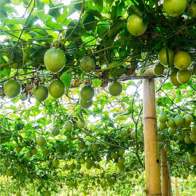 13+ Rare Yellow Passion Fruit Seeds for Tropical Gardens,Exotic Organic Fruit Seeds Non-GMO Heirloom Passion Seed for Home Outdoor