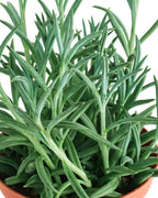 Shop Succulents String of Fishhooks Hanging Succulent, Senecio Radicans Glauca, Fully Rooted Live 4" Succulent Plant, Low Maintenance Indoor Plant, Hardy Succulents, Trailing Succulents, Gift & Garden