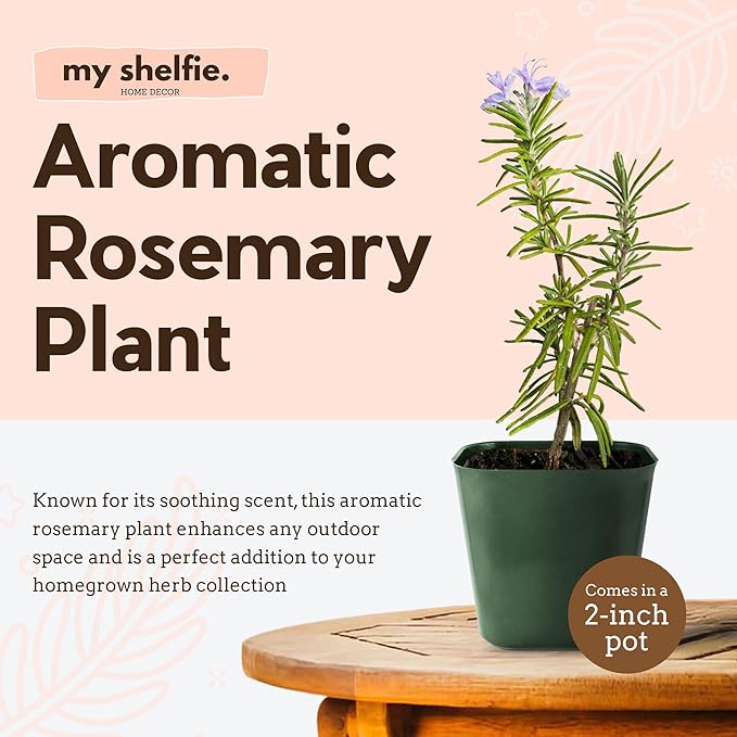 Mini Purple Flower Rosemary Plant Starter Outdoor Herb Garden Live Rosemary Plant (2)