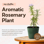 My Shelfie - Rosemary Plant Starter, Aromatic Rosemary Plants Live in 2-Inch Pot, Live Plants 2-3 Inch Tall, Blue-Purple Rosemary Herb Plants, Bee-Friendly, 1 Piece, Green