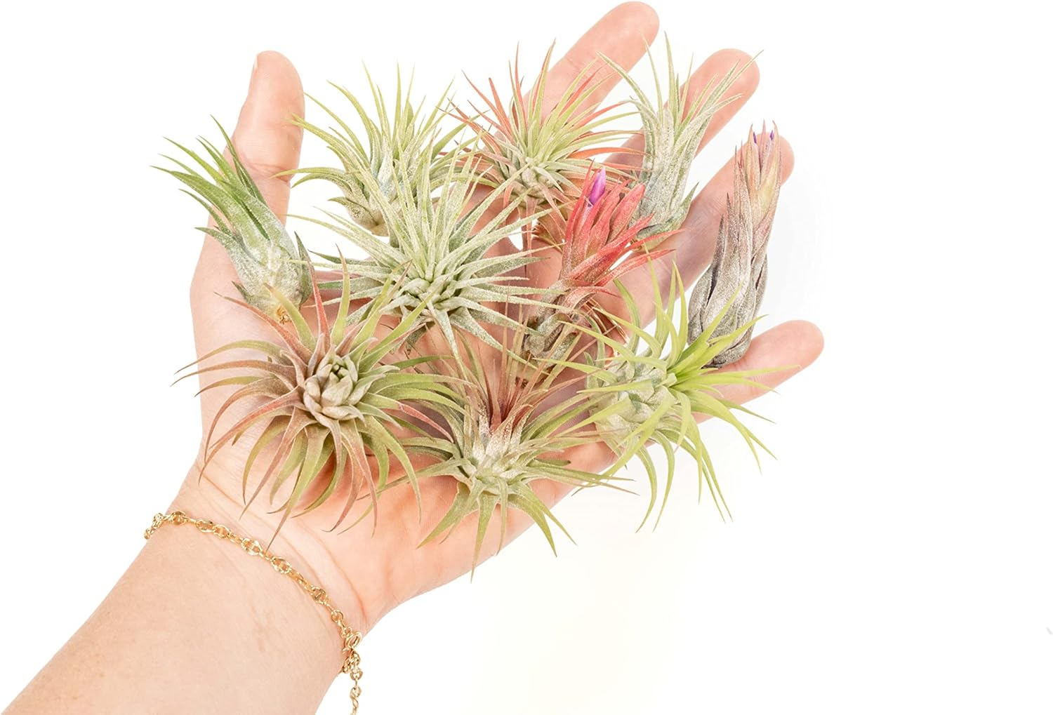 Air Plant Shop 12 Pack Assorted Ionantha Air Plants - Wholesale and Bulk - Succulents - Live Tillandsia - Easy Care Indoor and Outdoor House Plants