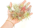 Air Plant Shop 12 Pack Assorted Ionantha Air Plants - Wholesale and Bulk - Succulents - Live Tillandsia - Easy Care Indoor and Outdoor House Plants