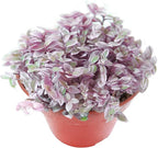 Sprout N Green Rare Succulent Callisia repens 'Pink Lady', 1 Live Succulent Plant Fully Rooted, House Plant for Indoor Outdoor Home Office Wedding Decoration DIY Project Party Favor