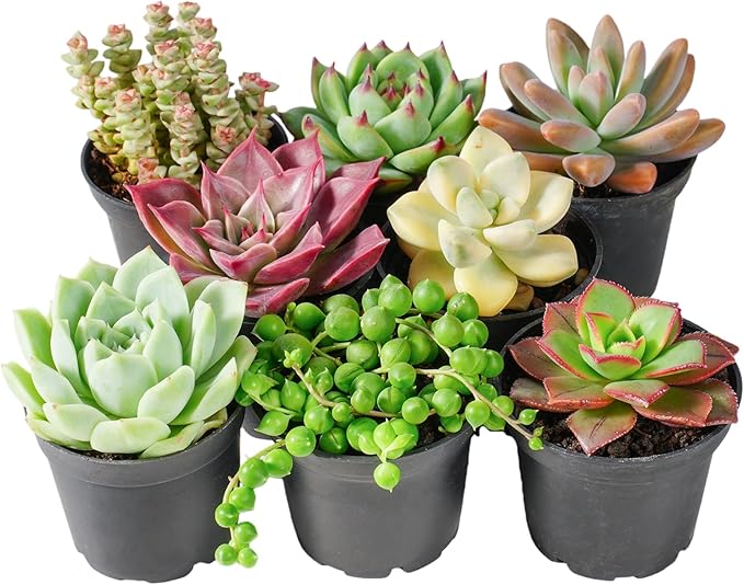 Sprout N Green Live Succulent Plants, 8 Pack Assorted Real Succulents Potted in 2" Starter Pot with Soil Mix, Rare Small Indoor House Plants for Home Garden Wedding Decor Party Favor