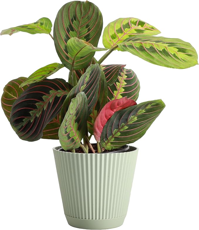 Thorsen's Greenhouse Red Prayer Plant, Live Indoor Plant, Pet Friendly, Popular Houseplant, Red Maranta, Easy to Grow, 4" Diameter Pot (Sage)