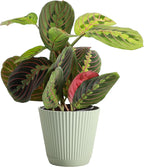 Thorsen's Greenhouse Red Prayer Plant, Live Indoor Plant, Pet Friendly, Popular Houseplant, Red Maranta, Easy to Grow, 4" Diameter Pot (Sage)