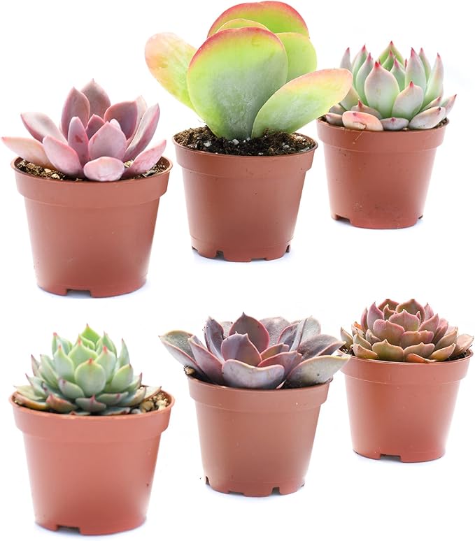 Colorful Succulents 6 Pack - Assorted 2 Inch - Live Succulent Plants - Fully Rooted Succulents