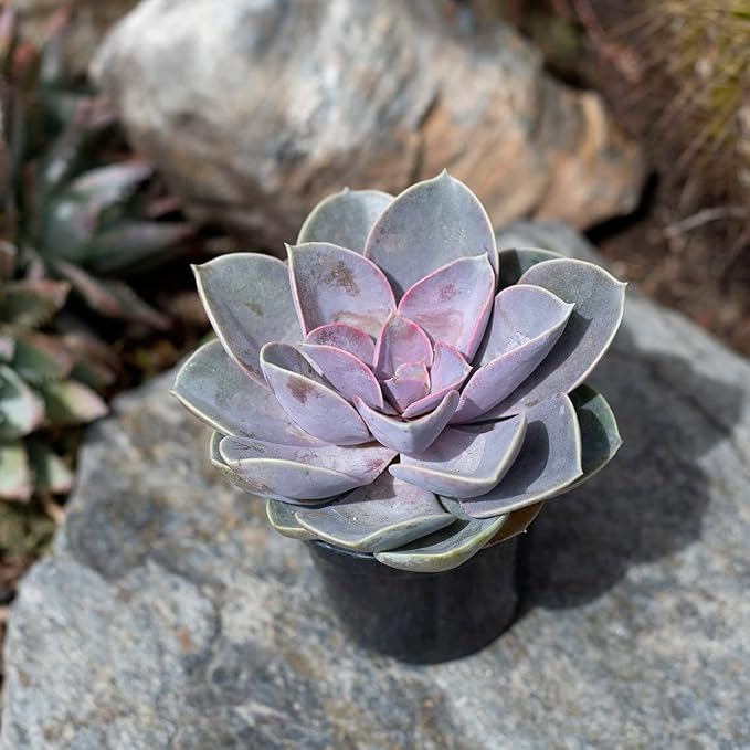 Altman Plants, Perle Von Echeveria Succulent Plants Live Succulents Plants Live with Pot, Live Indoor Plants Live Houseplants Live Indoor House Plants Indoors Live Plants Outdoor Plants Live Plant Pot
