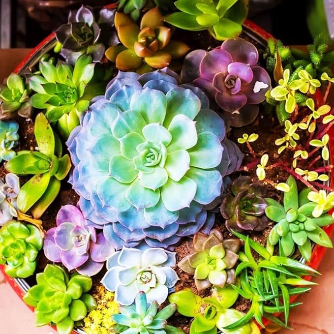 Succulents Mix Rare Plant Exotic Cactus Flower Succulents 200 Seeds