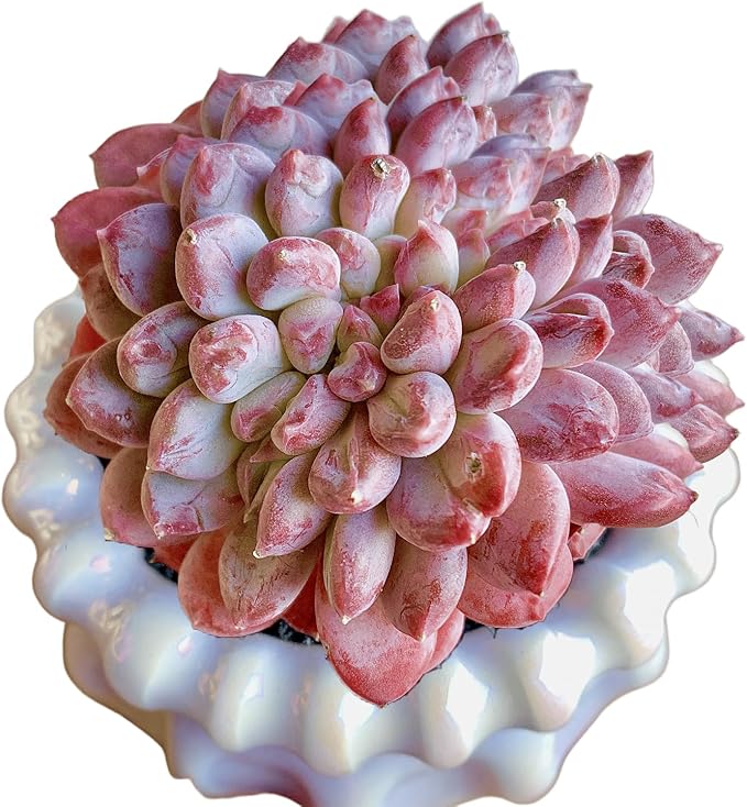 FWPP Succulents Plants Live Echeveria ‘Pink Jenny’,Mini Succulents Red 3 inches Mini Succulents,Bare Root Without Pot,Succulent Plant Live Decoration Plant Gifts