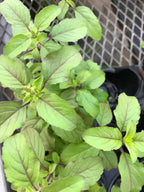 Generic Tulsi Krishna Holy Basil Plants Live - Rare Live Basil Plant - Ocimum Sanctum - Purple Tulsi Herbs - Non GMO - Garden Indoor & Outdoor