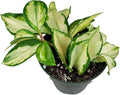 Hoya Krimson Princess, Hoya Carnosa Vareiagata, Live Hoya Plant, Live Arriaval Guarantee! (4" Pot with 2 or More Plants)