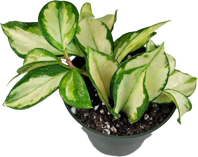 Tricolor Hoya Krimson Princess Available in 2",4", & 6" Pot, Hoya Carnosa Vareiagata, Live Hoya Plant(6" Pot with Multiple Plants)