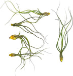 ragnaroc Live Air Plants - Tillandsia Butzii, Jumbo 7-9" - 5ct - Live Arrival Guaranteed - House Plants for Home Decor & Gift