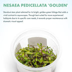 SubstrateSource Live Plants - Nesaea pedicellata 'Golden' - Moderate to High Light, Bright Green to Gold Accent, Upright Stem Plant, Midground to Background - Tissue Culture, 1 Pack