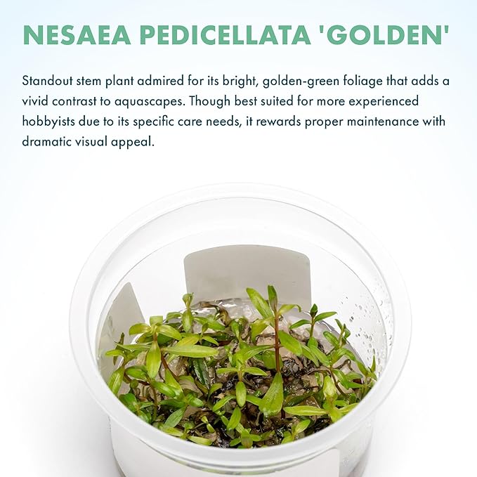 SubstrateSource Live Plants - Nesaea pedicellata 'Golden' - Moderate to High Light, Bright Green to Gold Accent, Upright Stem Plant, Midground to Background - Tissue Culture, 1 Pack