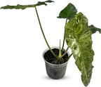 LEAL PLANTS ECUADOR Philodendron Paraiso Verde Live Indoor Green House Plant | Elephant Ear Plant for Home Décor | Air Purifying Houseplant | Unique Gift for Plant Lover