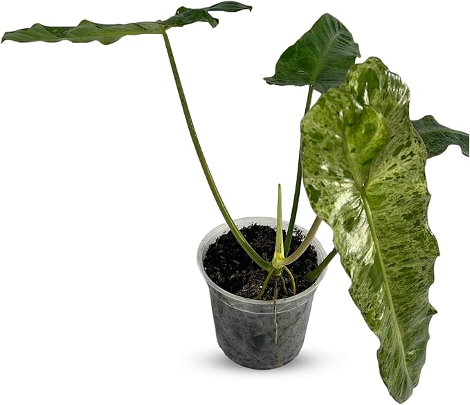 LEAL PLANTS ECUADOR Philodendron Paraiso Verde Live Indoor Green House Plant | Elephant Ear Plant for Home Décor | Air Purifying Houseplant | Unique Gift for Plant Lover