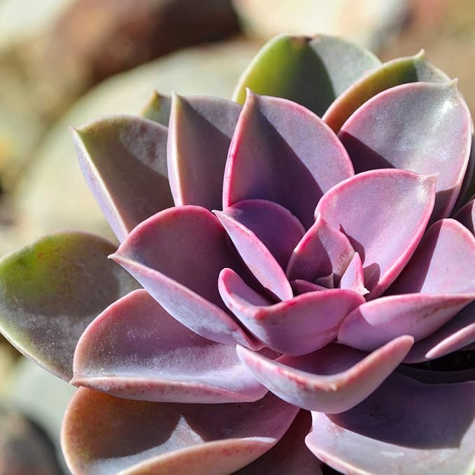 Altman Plants, Perle Von Echeveria Succulent Plants Live Succulents Plants Live with Pot, Live Indoor Plants Live Houseplants Live Indoor House Plants Indoors Live Plants Outdoor Plants Live Plant Pot