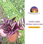 Live Tradescantia Zebrina Plant in 2.5-Inch Pot- Purple Wandering Jew - Easy Live Houseplant for Home & Office Decor - Eye-Catching Silver and Green Foliage - Indoor Gardens Air-Purifying (1)