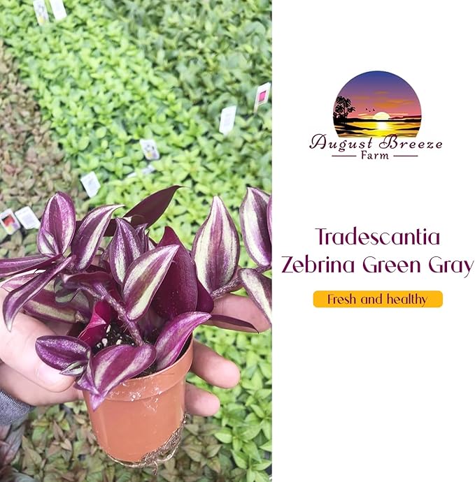 Live Tradescantia Zebrina Plant in 2.5-Inch Pot- Purple Wandering Jew - Easy Live Houseplant for Home & Office Decor - Eye-Catching Silver and Green Foliage - Indoor Gardens Air-Purifying (1)