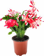 Thanksgiving Cactus, Live Indoor Plant, Flowering Houseplant, Christmas Cactus, Red Seasonal Blooms, 4-Inch Pot, Pet Safe Holiday Decor, Free Heat Pack
