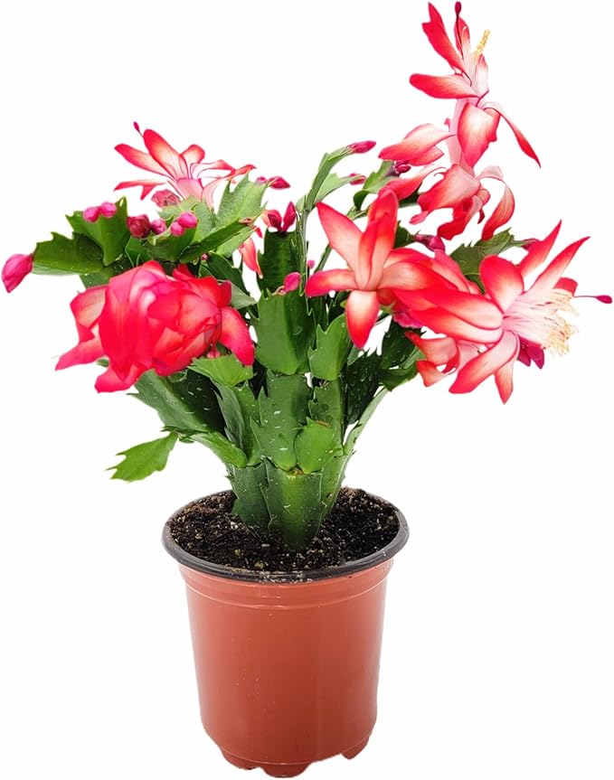 Thanksgiving Cactus, Live Indoor Plant, Flowering Houseplant, Christmas Cactus, Red Seasonal Blooms, 4-Inch Pot, Pet Safe Holiday Decor, Free Heat Pack