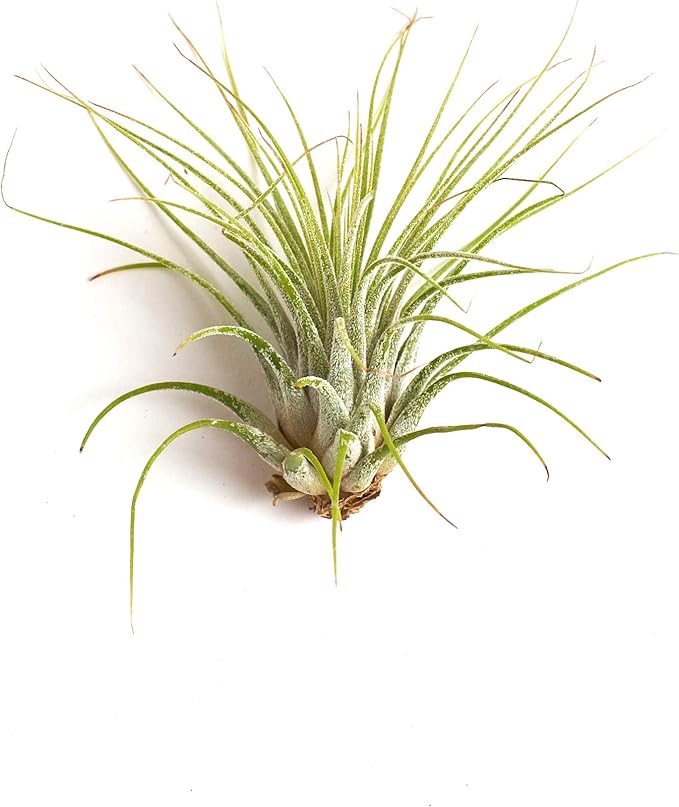 Shop Succulents | Assorted Collection | Variety of Species, Tropical House Plant for Home Décor, DIY Terrariums, 16-Pack