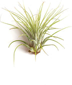Shop Succulents | Assorted Collection | Variety of Species, Tropical House Plant for Home Décor, DIY Terrariums, 16-Pack