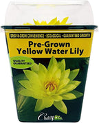 Chalily Water Lily Aquatic Plants Live Lilies Real Small or Big Pond Plant Lilly Ponds Cold Hardy Pads Grow waterlillies Flowering rhizomes Outdoor lilys Waterlily Lillies pre Grown lillys pad Yellow