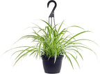 Live Spider Plant in 6" Hanging Basket with Detachable Hook, Pet Friendly Houseplant for Home or Office, Unique Seasonal Varieties, Real Easy to Grow Houseplants by Plants for Pets