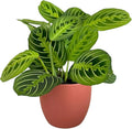 Live Plant, Lemon Lime Maranta Prayer Plant, Pet Friendly, Air Purifying Plant, Easy Care, Easy to Grow Live Indoor Plant, Houseplant, Rare Indoor Plant, Home Décor Pot (Coral)