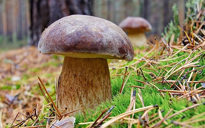 Seeds Porcini Mushroom King Bolete Mycelium Spawn Dried Spores Kit for Planting Non GMO