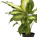 Live Dieffenbachia, Dumb Cane, Variegated Houseplant, Palm Tree Plant, Office Gift, Plant Lover Gift, Air Purification Plant, Sympathy Gift, Fully Rooted Plant in 4" Pot