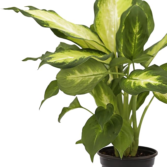 Live Dieffenbachia, Dumb Cane, Variegated Houseplant, Palm Tree Plant, Office Gift, Plant Lover Gift, Air Purification Plant, Sympathy Gift, Fully Rooted Plant in 4" Pot