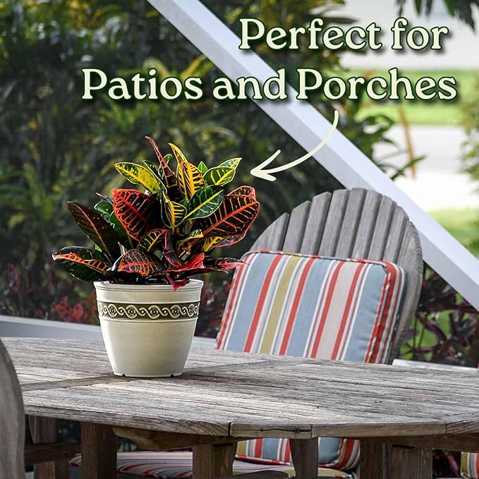 Croton Plants (Petra, 1 Gallon/6" Nursery Pot)