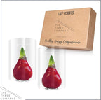 Waxed Amaryllis Bulb 2-Pack – Red Wax with Red Blooms – Live Holiday Gift Plant, Easy Care, No Watering Needed