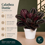 Large Calathea Dottie Live Plant, Prayer Plant Indoor, Colorful Pink House Plant, Calathea Plant Live, Indoor Plant for Home Decor and Room Decor