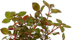 New Ludwigia sp. Mini 'Super Red' Live Aquarium Freshwater Plants Rare Repens Rubin