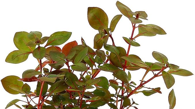 New Ludwigia sp. Mini 'Super Red' Live Aquarium Freshwater Plants Rare Repens Rubin