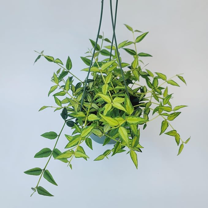 Hoya Bella ‘Louise Bois’ in 6" Hanging Pot – Rare & Collector’s Hybrid Hoya - Air Purifying Plant - Ships from CA (Multiple Larger Plants, 6 inch Hanging Pot)