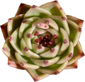 Echeveria Agavoides Blue Dragon Rare Live Succulent Plants, 1 Head Pot Size 2.5 Live Plant, Excludes Pot & Soil, Garden Indoor Office Desk, Party Baby Shower Decor, Gift for Plant Enthusiasts
