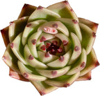 Echeveria Agavoides Blue Dragon Rare Live Succulent Plants, 1 Head Pot Size 2.5 Live Plant, Excludes Pot & Soil, Garden Indoor Office Desk, Party Baby Shower Decor, Gift for Plant Enthusiasts