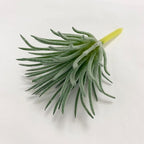 Artificial Air Plants Look Real Succulants Plants Faux Greenery Plants Bromeliads for Garden Home Office Decoration (Green Mini Small Air Plants Artificial)