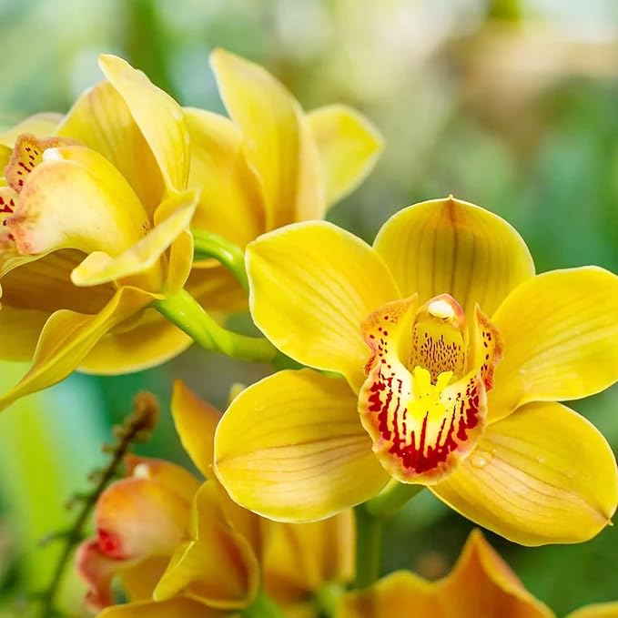 Cymbidium Orchid Seeds for Planting - 100+ Mixed Silk Butterfly Orchid Plants Flower Seeds Home Decoration Cymbidium Flowers Plants