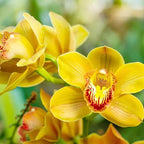 Cymbidium Orchid Seeds for Planting - 100+ Mixed Silk Butterfly Orchid Plants Flower Seeds Home Decoration Cymbidium Flowers Plants