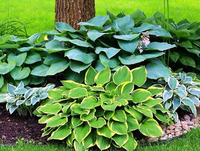 50pcs Mixed Hosta Seeds for Planting Outdoors Rare Perennial Flower Shade Hosta Plant Moderate Drought Tolera